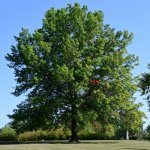 Autumn coming_236.JPG