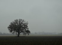 Lonely tree in mist_233.JPG