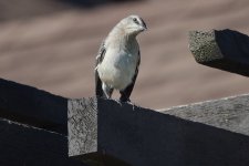 SNY00024_LSh_Cl_cr.jpg