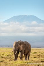 Elephnat and Kilmanjaro exposuretours.JPG