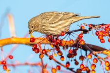HouseFinchBerry-164.jpg