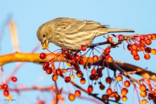 HouseFinchBerry-165.jpg