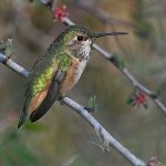 Hummer4.jpg