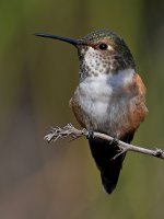 Hummer10.jpg