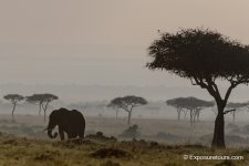 elephant dawn et.JPG