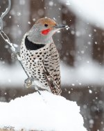 FlickerSnow-170.jpg