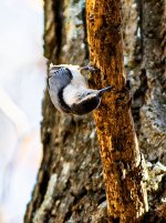 DSC_0597.jpg