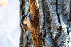 DSC_0598.jpg