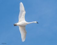 TundraSwan-170.jpg