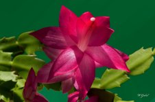Christmas cactus 2 sm.jpg