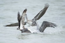 015_Aud_APA-2024_Osprey-and-Brown-Pelicans_A0_27484-1_Photo-Phil-Seu.jpg