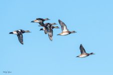 WigeonFlock-170.jpg