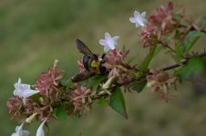 bee.jpg
