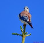 DSC_6539_001.JPG