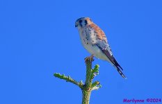 DSC_6591_001.JPG