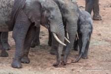 elephants digging_ exposuretours.jpg