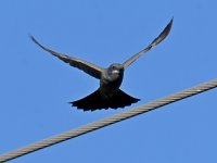 Kingbird4.jpg