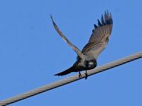 Kingbird3.jpg