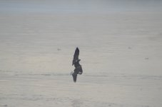 DSC_1543.JPG
