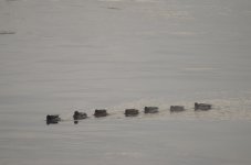 DSC_1634.JPG