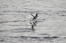 DSC_4332.JPG