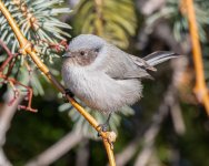 Bushtit-170.jpg