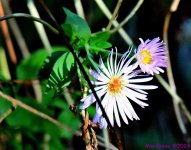 DSC_6657_001.JPG