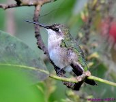 DSC_6663_001.JPG