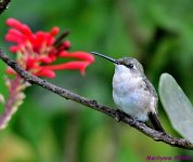 DSC_6674_001.JPG