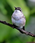 DSC_6683_001.JPG