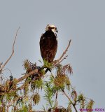 DSC_6704_001.JPG
