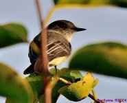 DSC_6714_001.JPG