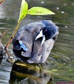 DSC_6746_001.JPG