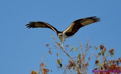 DSC_6783_001.JPG