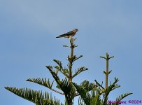 DSC_6825_001.JPG