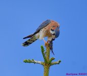 DSC_6827_001.JPG