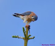 DSC_6860_001.JPG