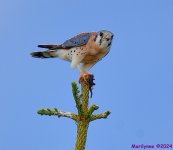 DSC_6861_001.JPG