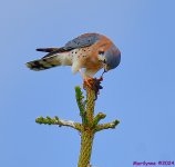 DSC_6867_001.JPG