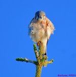 DSC_6925_001.JPG
