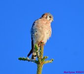 DSC_6948_001.JPG
