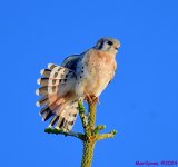 DSC_6966_001.JPG