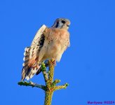 DSC_6984_001.JPG