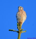 DSC_6989_001.JPG