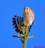 DSC_7049_001.JPG