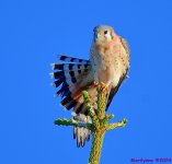 DSC_7050_001.JPG