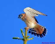 DSC_7063_001.JPG