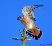 DSC_7065_001.JPG