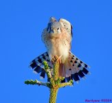 DSC_7045_001.JPG