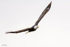 EagleFlight-175.jpg